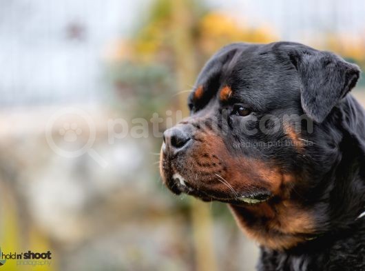 A Şecere 1. Sınıf Rottweiler Yavruları görsel