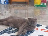 Erkek Scottish Fold