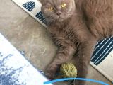 Erkek Scottish Fold