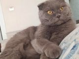 Erkek Scottish Fold