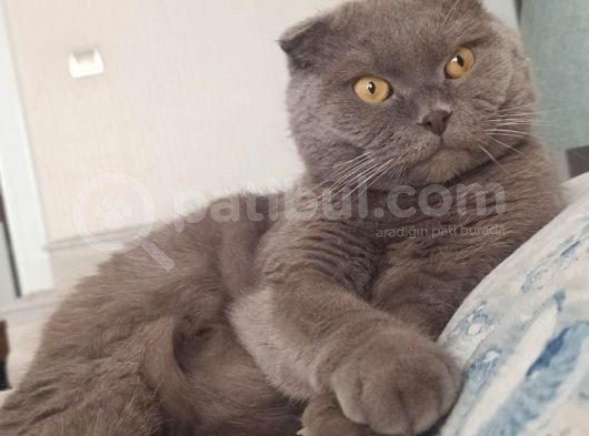 Erkek Scottish Fold görsel