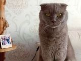 Erkek Scottish Fold