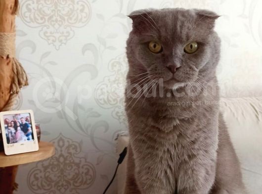 Erkek Scottish Fold görsel