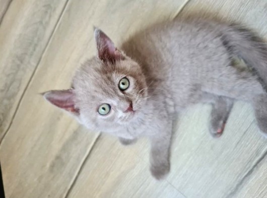 Nadir Bulunan Lilac Renk British Shorthair (Erkek) görsel