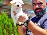 Maltese Terri̇er Yavru