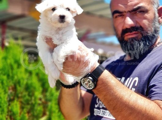 Maltese Terri̇er Yavru görsel