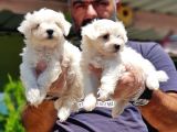 Maltese Terri̇er Yavru
