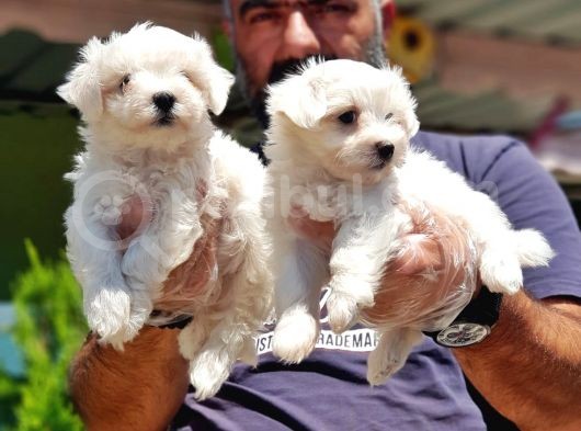 Maltese Terri̇er Yavru görsel