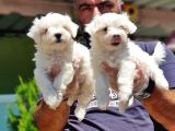 Maltese Terri̇er Yavru