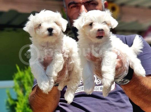 Maltese Terri̇er Yavru görsel