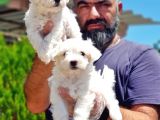 Maltese Terri̇er Yavru