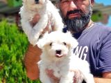 Maltese Terri̇er Yavru