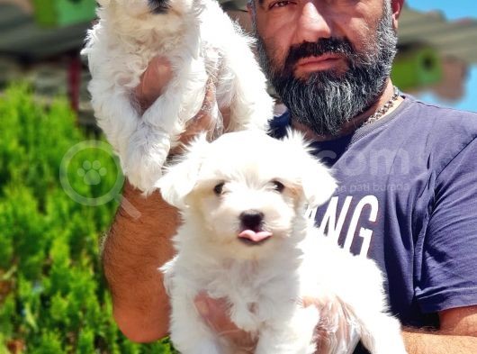 Maltese Terri̇er Yavru görsel