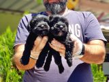 Minyatür Schnauzer Yavrularımız