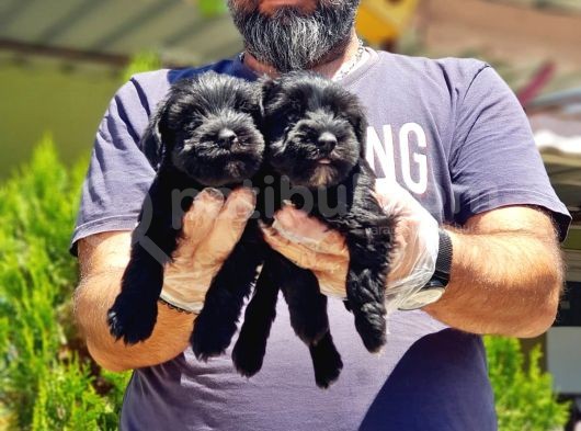 Minyatür Schnauzer Yavrularımız görsel
