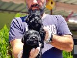 Minyatür Schnauzer Yavrularımız