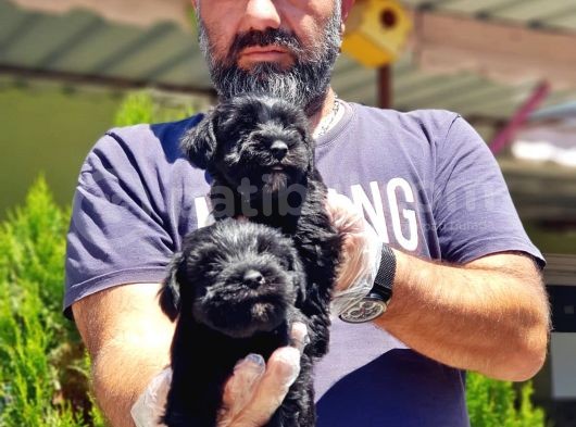 Minyatür Schnauzer Yavrularımız görsel