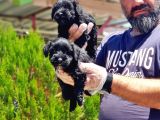 Minyatür Schnauzer Yavrularımız