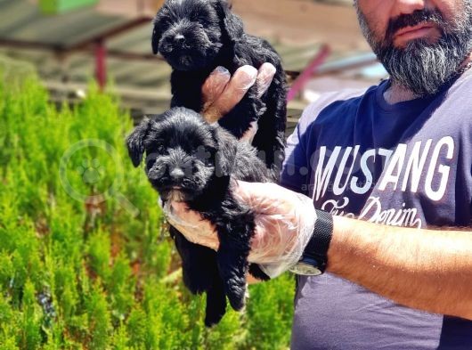 Minyatür Schnauzer Yavrularımız görsel