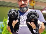 Minyatür Schnauzer Yavrularımız