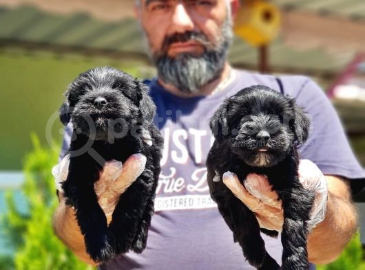 Minyatür Schnauzer Yavrularımız