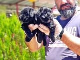 Minyatür Schnauzer Yavrularımız