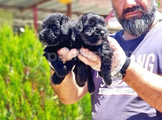 Minyatür Schnauzer Yavrularımız görsel