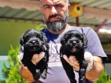 Minyatür Schnauzer Yavrularımız