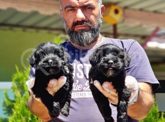 Minyatür Schnauzer Yavrularımız görsel