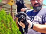 Minyatür Schnauzer Yavrularımız