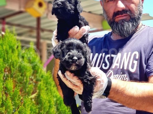 Minyatür Schnauzer Yavrularımız görsel