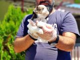 Shih Tzu Yavru