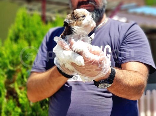 Shih Tzu Yavru görsel