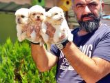 Peki̇nez Yavru