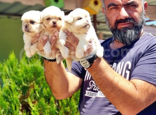 Peki̇nez Yavru görsel