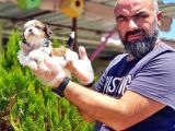 Shih Tzu Yavru
