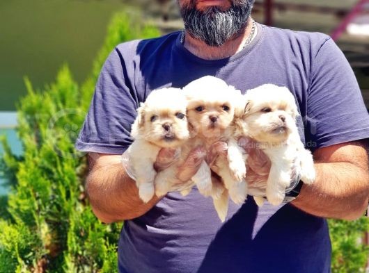 Peki̇nez Yavru görsel