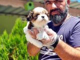 Shih Tzu Yavru