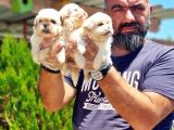 Peki̇nez Yavru