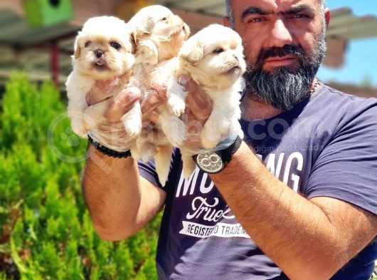 Peki̇nez Yavru görsel