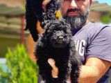 Toy Poodle Yavru