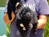 Toy Poodle Yavru