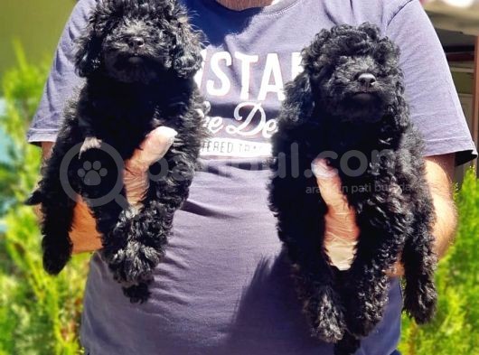 Toy Poodle Yavru görsel