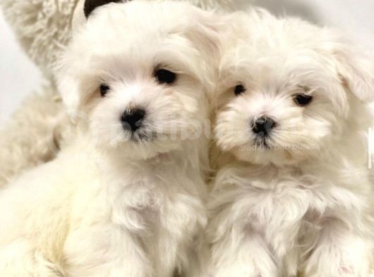 Maltese Mini Boy Yavrular