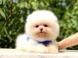 Pomeranian Boo Teddy Face Erkek Yavrumuz