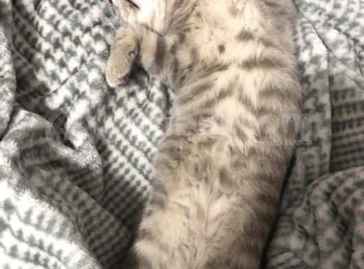 British Shorthair görsel