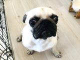 9 Aylık Pug