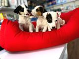 Kisa Bacak Nadi̇r Renk Maskeli̇ Jack Russel Yavrular