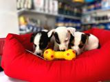 Kisa Bacak Nadi̇r Renk Maskeli̇ Jack Russel Yavrular