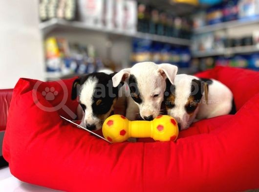 Kisa Bacak Nadi̇r Renk Maskeli̇ Jack Russel Yavrular görsel